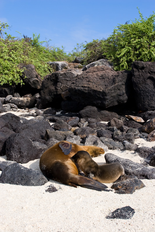 Galápagos Sealion Nursing Pup